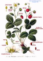 103 Fragaria vesca L.jpg