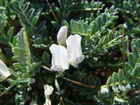 Astragalus tragacantha ssp. vicentinus.JPG