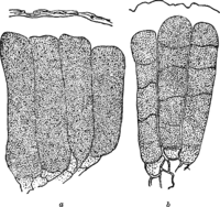 Coleosporium inulae Rabh. Abb0105 (Gäumann 1959, Rostpilze Mitteleuropas).png