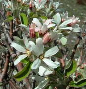 Amelanchier ovalis Medik.