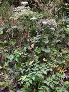 Habitat of Angelica sylvestris L. subsp. sylvestris