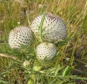 Involucre of flowers of Cirsium eriophorum (L.) Scop. subsp. eriophorum (photo Andrea Moro 2006)