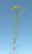 Overview of Hypericum perforatum L. subsp. perforatum (photo Andrea Moro 2007)