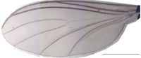 Leptosciarella melanoxera Wing HT.jpg