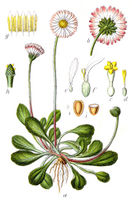 Bellis perennis Sturm9.jpg