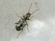 Bembidion quadrimaculatum01.jpg