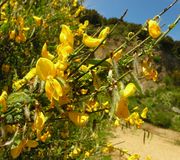 Cytisus scoparius (L.) Link