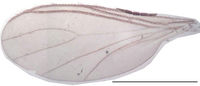 Leptosciarella atricha Wing KH5902.jpg