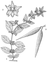 Linedrawing Gymnema sylvestre.gif