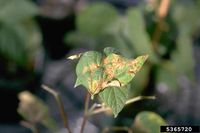 Tobacco streak virus IPM5365720.jpg