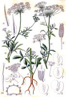 Ammi majus Sturm8.jpg