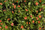 Anagallis arvensis-01 (xndr).jpg