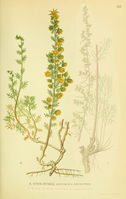 Artemisia rupestris.jpg