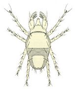 Cheyletus eruditis CSIRO.jpg