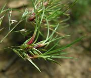 Poa bulbosa L. subsp. bulbosa