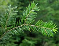 Abies alba Mill. – Photo: Andrea Moro 2004, Dryades TSB13442.jpg