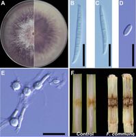 Fusarium commune Wei Guo.jpg