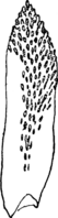 Gymnosporangium Sabinae (Dicks.) Wint. Abb1003c (Gäumann 1959, Rostpilze Mitteleuropas).png