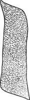 Gymnosporangium juniperinum (L.) Fr. Abb1012-L (Gäumann 1959, Rostpilze Mitteleuropas).png