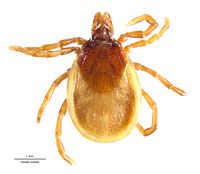 Ixodes cookei DigCommons.jpg