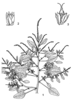 Linedrawing Amaranthus spinosus.gif