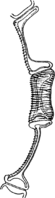 Chrysomyxa ledi (Alb. et Schw.) deBy. Abb0083 (Gäumann 1959, Rostpilze Mitteleuropas).png