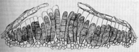Coleosporium Pulsatillae (Str.) Lev. Abb0094 (Gäumann 1959, Rostpilze Mitteleuropas).png