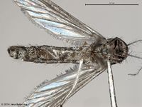 Culex annulirostris BOLD System2.jpg