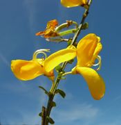 Cytisus scoparius (L.) Link