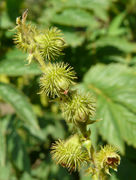 Fruits of Agrimonia procera Wallr.