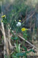 Sonchus oleraceus IPM1119120.jpg