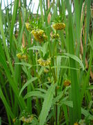 Bidens cernua JuliaKruse 5.jpg