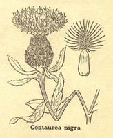 Centaurea nigra sl.jpg