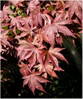 Acer palmatum Thunb. – Photo: Andrea Moro 2005, Dryades TSB28193.jpg