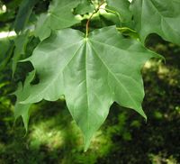 Acer cappadocicum subsp. lobelii (Ten.) A.E.Murray – Photo: Andrea Moro 2007, Dryades TSB45420.jpg