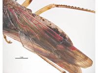 Homalodisca vitripennis PaDIL136082a.jpg