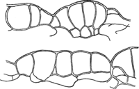 Hyalopsora Aspidiotus (Pk.) Magn. Abb0024b (Gäumann 1959, Rostpilze Mitteleuropas).png