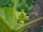 Abutilon theophrasti JuliaKruse 4.JPG