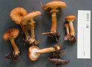 Armillaria gemina GBIF.jpg