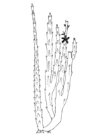 Caralluma adscendens PROTA drawing.png