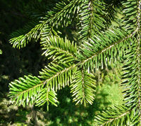 Abies numidica de Lannoy ex Carrière – Photo: Andrea Moro 2008, Dryades TSB56580.jpg