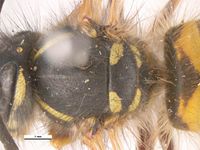 Vespula vulgaris PaDIL136374b.jpg