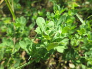 20180515Lotus corniculatus2.jpg