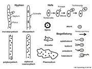 Abb1.5 Pilze Fungi zelluläre Organisation Hyphe Hefe Spore Amoebe Plasmodium Begeißelung opisthokont 2021 (M. Piepenbring).png