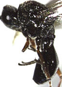 Anacharitinae lateral.jpg