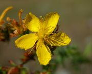 Hypericum perforatum L.