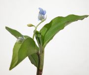 Commelina virginica L.