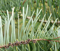 Abies grandis (Douglas ex D. Don) Lindl. – Photo: Andrea Moro 2008, Dryades TSB58408.jpg