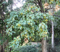 Acer buergerianum Miq. – Photo: Andrea Moro 2008, Dryades TSB59011.jpg