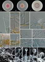 Phaeoacremonium rubrigenum StudMycol 2006.jpg